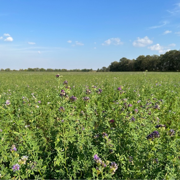 Meet your Posher, Trina - Picture 1 of 1